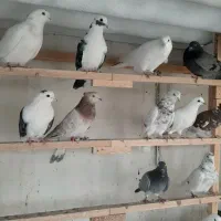 80طوق غریب گیری|پرنده|چهاردانگه (تهران), |دیوار