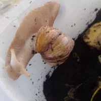 حلزون|خزنده|خمینی‌شهر, |دیوار