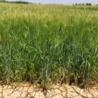 اجاره دوهکتارزمین شلتوک ملاثانی ندافیه