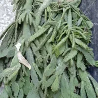 قلمه ی کاکاتوس