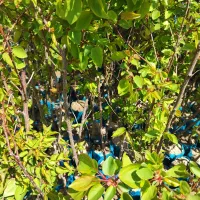 نهال گلدانی نوری ملایر اصل