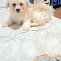 توله ۲ماهه|سگ|اسلامشهر, شهرک واوان|دیوار