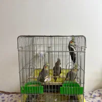 عروس هلندی ۹ماهه