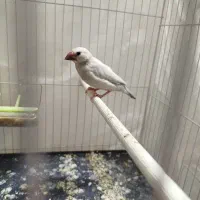 جوجه فنچ نرگسی