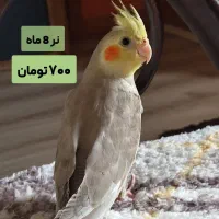 عروس هلندی و طوطی برزیلی|پرنده|بابل, |دیوار