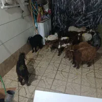 بزغاله|حیوانات مزرعه|مشهد, پنجتن|دیوار