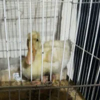 جوجه اردک پکنی