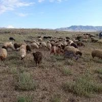 75 راس گوسفند شیری بابره های خوب درشت