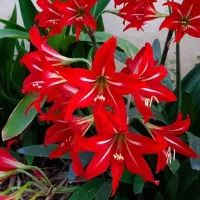 پیاز گل اماریلیس