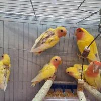 کوتوله برزیلی زرد صورت هلویی