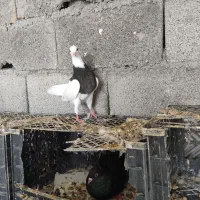 کبوتر طوق سیاه
