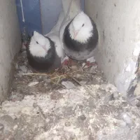 کبوتر طوقی نقش