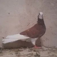 کبوتر شازده قرمز|پرنده|تبریز, |دیوار