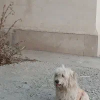 واگذاری سگ شیتزو نر