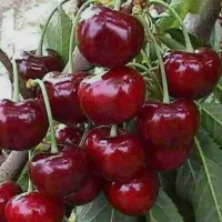 نهال آلبالو قیصی