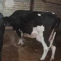 گوساله گاو شیری|حیوانات مزرعه|شیراز, ظفرآباد|دیوار