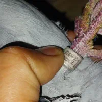 جفت پلاکی گرفتنی