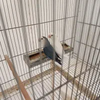 سه جفت کوتوله بالغ