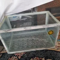 آکواریوم|ماهی|شیروان (خراسان), |دیوار