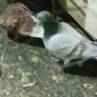 پلاکی غریب گیر