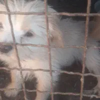 توله پاکوتاه معاوضه با مرغ وخروس مرندی|سگ|تفت, |دیوار