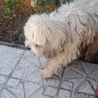 واگذاری سگ شیتزو