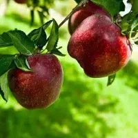 تولید و فروش نهال سیب میراکل