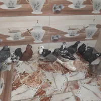 کبوتر|پرنده|کارون, |دیوار