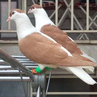 کفتر افغان