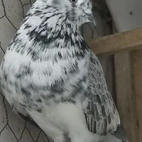 ماده های پروازی خوب|پرنده|رشت, معلولین|دیوار