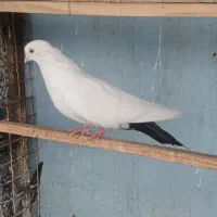 کبوتر زینتی