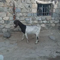 یک‌راس‌بز‌پاکستانی