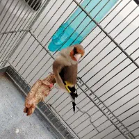 سقا نر گوغر بافت