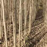 صـ×ــنوبر نیگرا ترک|خدمات باغبانی و درختکاری|ساری, |دیوار