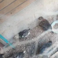 جوجه گلین یک ماهه