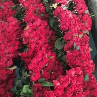 فلور و غیره