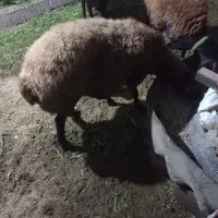 گوسفند ابستن سنگین فروش فوری|حیوانات مزرعه|ساری, |دیوار