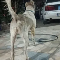 سگ قدرجانی