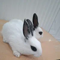 خرگوش بازیگوش