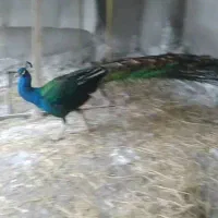 طاووس|پرنده|شیراز, حومه شیراز|دیوار