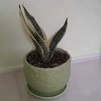 وسایل های فروشی|حراج|سنندج, |دیوار