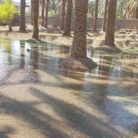 یک قطعه زمین با کاربری باغ با دستور پروانه|فروش زمین و ملک کلنگی|بم, |دیوار