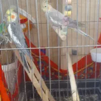 عروس هلندی|پرنده|شازند, |دیوار