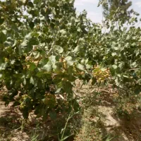 نهال پسته امریکایی|خدمات باغبانی و درختکاری|اصفهان, باغ زیار|دیوار