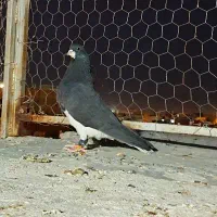 کفتر خوشرنگ دس اولی تنگ