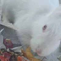 یک خرگوش نر سفید چشم شرابی|موش و خرگوش|مود, |دیوار