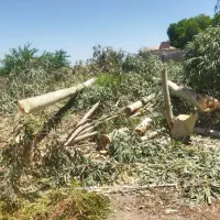 خرید انواع چوب باغی