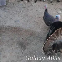 بوقلمون محلی