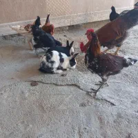 خرگوش|موش و خرگوش|نورآباد, |دیوار
