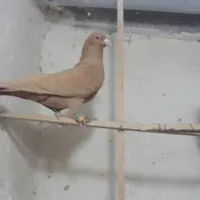 تابلو فرش کبوتر
